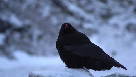 A-red-billed-chough-sitting-on-a-snow-covered-rock-in-the-late-evening-light