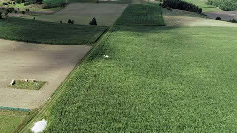 Radio-controlled-Aircraft-Soaring-Over-The-Fields-At-Summer-With-Organic-Green-Crops