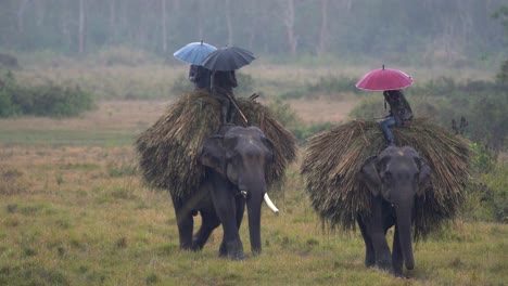 Two-domestic-elephants-coming-in-from-working-in-the-jungle-during-a-rainstorm-in-the-Chitwan-National-Park-in-Nepal