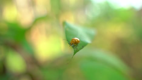 An-insect-is-sitting-on-the-leaves-of-a-tree