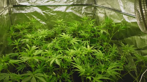 Indoor-tent-with-young-cannabis-plants-in-the-fifth-week-at-the-beginning-of-the-flowering-phase,-fan-on-the-right-and-light-source-above,-wide-angle