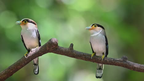 Two-individuals-perched-together-while-the-male-has-food-in-the-mouth-to-deliver,-Silver-breasted-Broadbill,-Serilophus-lunatus,-Kaeng-Krachan-National-Park,-Thailand