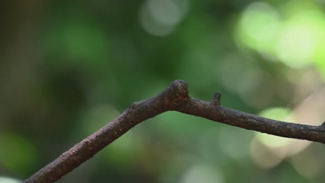 Silberbrust-breitschnabel,-Serilophus-Lunatus,-Kaeng-krachan-nationalpark,-Thailand,-Ein-Weibchen-Mit-Einem-Insekt-Im-Mund-Schaut-Sich-Um-Und-Liefert-Das-Futter-An-Seine-Nestlinge