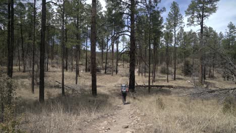 Female-backpacking-hiking-into-forest-on-trail,-then-panning-up-to-pine-trees