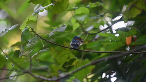 Banded-Kingfisher-Lacedo-pulchella,-Kaeng-Krachan-National-Park,-Thailand