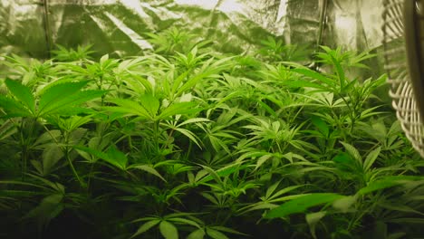 Plantas-Jóvenes-De-Cannabis-En-La-Quinta-Semana-Al-Comienzo-De-La-Floración,-Movimiento-En-El-Viento,-Carpa-En-El-Fondo,-Movimiento-A-La-Derecha-Termina-Con-Un-Ventilador-En-Primer-Plano