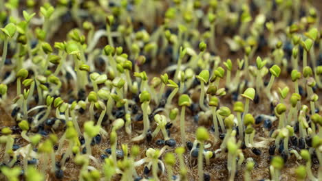 basil-microgreens-germinate-from-seeds-closeup