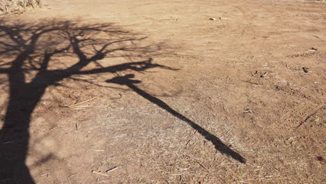 Beängstigender-Schatten-Des-Toten-Verarbeiteten-Hirschkörpers,-Der-An-Einem-Baum-Hängt