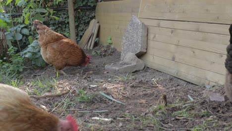 Brown-chickens-scratching-and-pecking-ground-on-farm-while-foraging-for-food