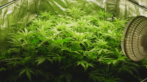 Indoor-tent-with-young-cannabis-plants-in-the-fifth-week-at-the-beginning-of-the-flowering-phase,-fan-on-the-right,-wide-angle-with-guided-movement-to-the-right