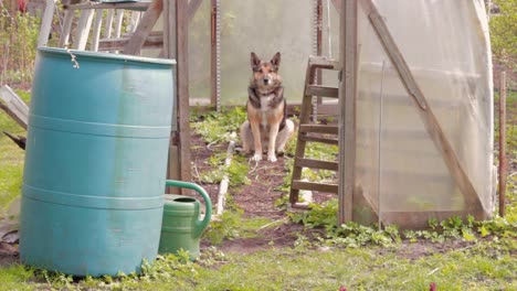 Abandoning-a-long-term-domestic-dog-at-a-greenhouse
