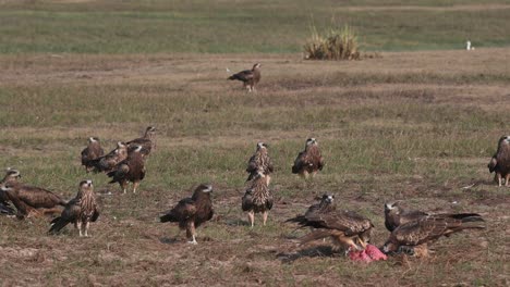 A-flock-feeding-on-fresh-meat-provided-as-others-arrive-to-join,-Black-eared-Kite-Milvus-lineatus-Pak-Pli,-Nakhon-Nayok,-Thailand