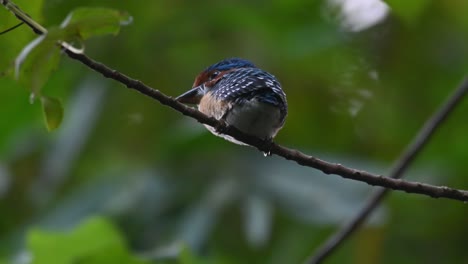 Banded-Kingfisher-Lacedo-pulchella,-Kaeng-Krachan-National-Park,-Thailand,-male-fledgling-seen-from-under-a-swinging-branch-with-the-afternoon-wind-in-the-jungle