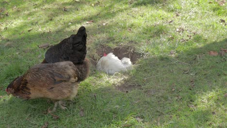 White-hen-taking-dust-bath-in-dug-hole,-while-black-rooster-and-brown-chicken-pecking-grass