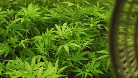 Junge-Cannabispflanzen-In-Der-Fünften-Woche-Zu-Beginn-Der-Blüte,-Kleiner-Fächer-Im-Vordergrund,-Statische-Aufnahme
