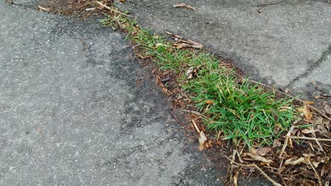 High-angle-view-of-patch-of-grass-growing-on-street-pathway,-handheld,-day