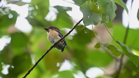 Banded-Kingfisher-Lacedo-pulchella,-Kaeng-Krachan-National-Park,-Thailand,-male-fledgling-perched-on-a-diagonal-branch-while-waiting-to-be-fed-by-its-parents