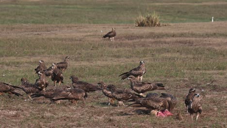Flock-having-breakfast-on-the-grass-as-others-arrive-and-fly-away,-Black-eared-Kite-Milvus-lineatus-Pak-Pli,-Nakhon-Nayok,-Thailand