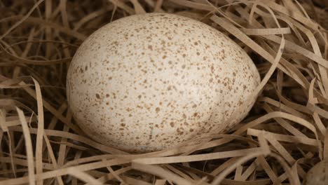 A-bird's-egg-in-a-straw-nest-close-up
