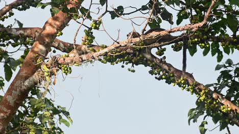 Seen-hidden-by-a-branch-while-munching-fruits-during-a-hot-afternoon,-Three-striped-Palm-Civet-Arctogalidia-trivirgata,-Thailand