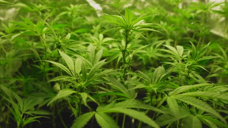 Plantas-Jóvenes-De-Cannabis-En-La-Quinta-Semana-Al-Comienzo-De-La-Floración,-Movimiento-En-El-Viento,-Carpa-En-El-Fondo,-Tiro-Parabólico-En-Movimiento