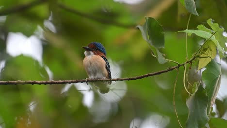 Banded-Kingfisher-Lacedo-pulchella,-Kaeng-Krachan-National-Park,-Thailand,-a-male-fledgling-seen-from-its-front-side-perched-on-a-branch-looking-around
