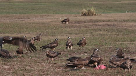 Feasting-on-fresh-served-meat-as-two-individuals-lands-to-join-while-others-leave,-Black-eared-Kite-Milvus-lineatus-Pak-Pli,-Nakhon-Nayok,-Thailand