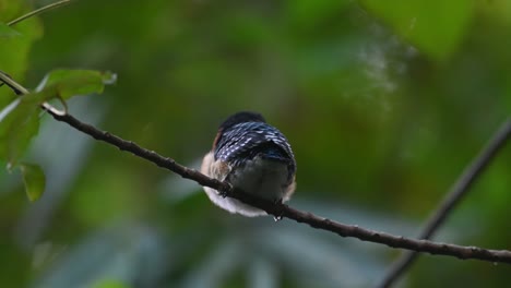 Banded-Kingfisher-Lacedo-pulchella,-Kaeng-Krachan-National-Park,-Thailand-male-fledgling-looking-to-the-left-then-faces-towards-the-forest-while-waiting-to-be-fed