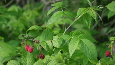 Leaves-and-fruits-of-raspberry-plant-moving-in-the-wind