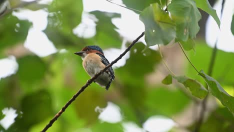 Banded-Kingfisher-Lacedo-pulchella,-Kaeng-Krachan-National-Park,-Thailand,-male-fledgling-swinging-with-the-afternoon-jungle-wind-waiting-for-its-mother-to-feed