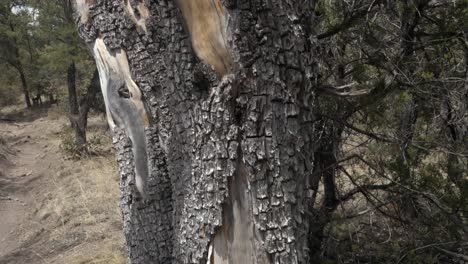 Unique-Alligator-Juniper-tree-bark-in-Gila-National-Forest,-New-Mexico