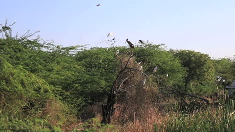 Pájaros-Sentados-En-Los-árboles-En-Gujarat,-India