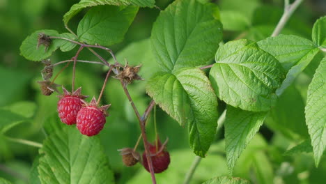 Close-up-of-ripened-and-unripened-raspberries-on-plant