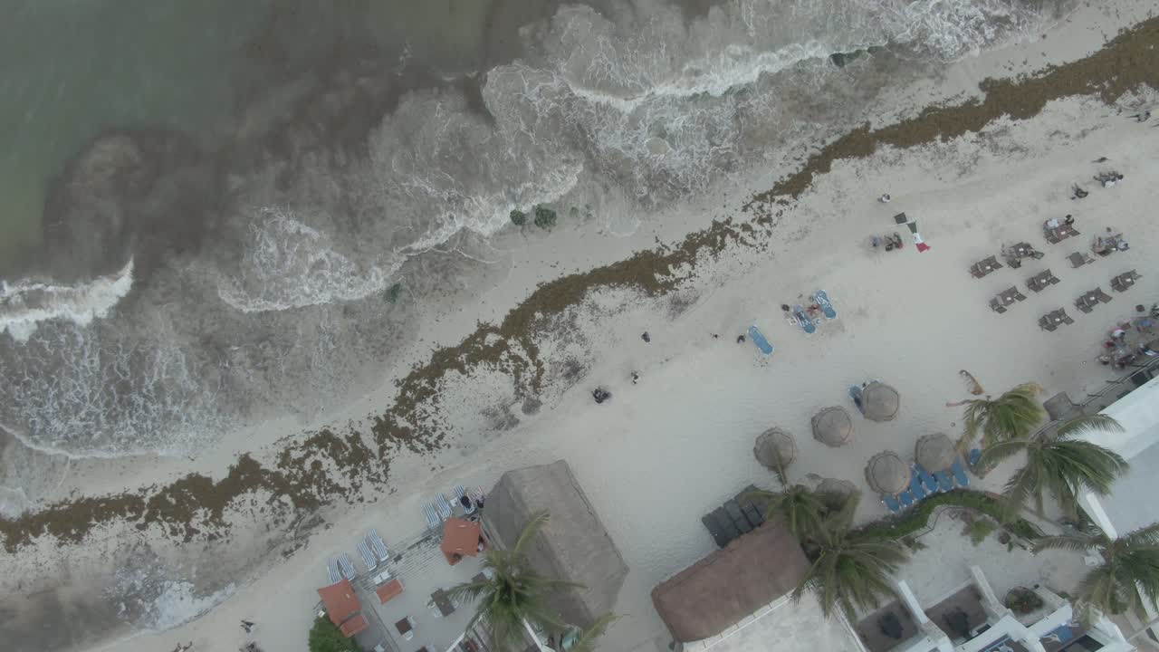 Vídeo Premium Algas sargassum en la playa de playa del carmen