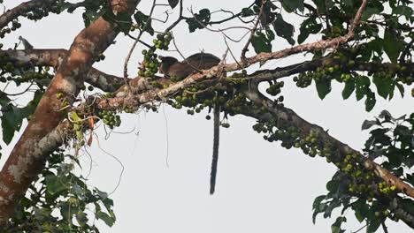 Resting-on-a-branch-while-eating-some-fruits,-Three-striped-Palm-Civet-Arctogalidia-trivirgata,-Thailand