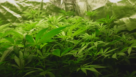 Plantas-Jóvenes-De-Cannabis-En-La-Quinta-Semana-Al-Comienzo-De-La-Floración,-Carpa-En-El-Fondo,-Rodante