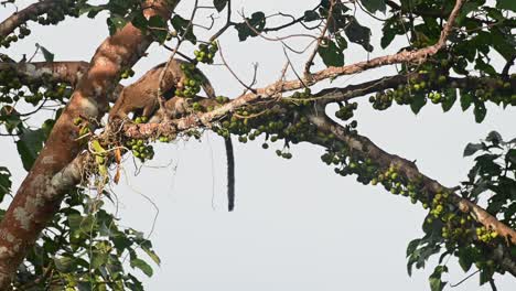 Resting-on-a-branch-of-a-fruiting-tree-while-eating-and-then-moves-forward-and-moves-to-the-right-to-explore,-Three-striped-Palm-Civet-Arctogalidia-trivirgata,-Thailand