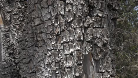 Close-up-on-Alligator-Juniper-bark-in-Gila-National-Forest,-New-Mexico