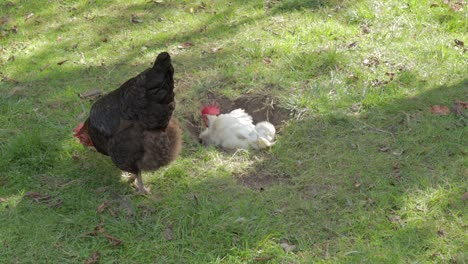 Hen-is-nesting-in-hole-in-the-ground-and-rooster-is-feeding-on-grassy-area