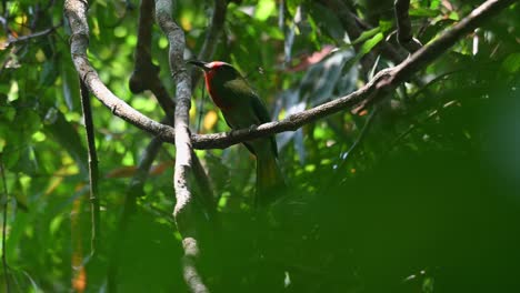 Red-bearded-Bee-eater-Nyctyornis-amictus,-Kaeng-Krachan-National-Park,-Thailand,-seen-perched-on-a-vine-as-seen-from-below-calling-and-chirping-in-the-jungle