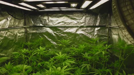Young-cannabis-plants-in-the-fifth-week-at-the-beginning-of-the-flowering-phase,-light-source-on-top-and-tent-in-the-background