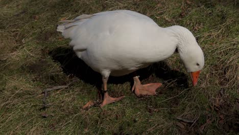 White-goose-is-pecking-grass