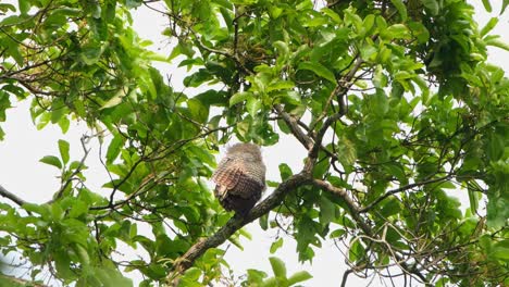 Looking-back-from-a-high-perch-during-a-windy-afternoon-then-shakes-its-feathers-a-little,-Spot-bellied-Eagle-owl-Bubo-nipalensis,-Kaeng-Krachan-National-Park,-Thailand