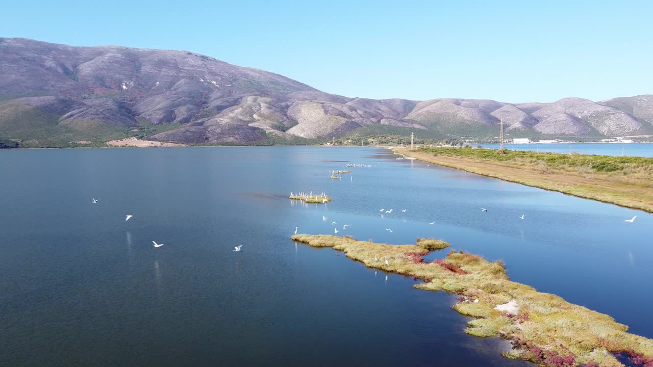 1280px x 720px - Premium stock video - White heron birds flying at pasha liman lagoon in  orikum, albania - aerial of coastal wetlands
