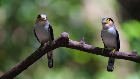 Female-and-Male-facing-each-other-with-food-in-the-mouth-about-to-deliver-food-into-the-nest,-Silver-breasted-Broadbill,-Serilophus-lunatus,-Kaeng-Krachan-national-Park,-Thailand