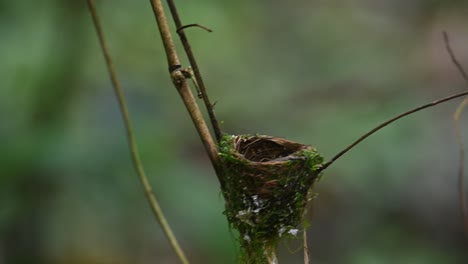 Ein-Weibchen,-Das-Im-Nest-Sitzt,-Fliegt-Dann-Weg,-Während-Das-Männchen-Mit-Nahrung-Ankommt-Und-Dann-Füttert,-Schwarznackenschnäpper,-Hypothymis-Azurea,-Kaeng-Krachan,-Thailand