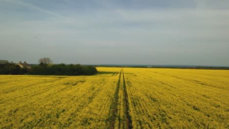 Drone-flying-over-rapeseed-yellow-fields,-Yorkshire-in-England
