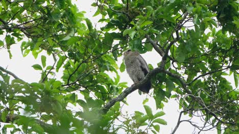 Seen-up-high-a-tree-perched-on-a-branch-looking-down-then-sleeps,-Spot-bellied-Eagle-owl-Bubo-nipalensis,-Kaeng-Krachan-National-Park,-Thailand