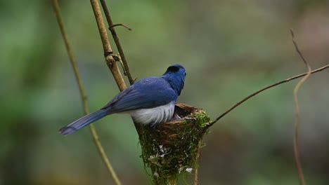 A-male-individual-perched-on-its-nest-looking-around-and-then-enters-to-sit-in-its-nest-to-incubate,-Black-naped-Blue-Flycatcher,-Hypothymis-azurea,-Kaeng-Krachan,-Thailand