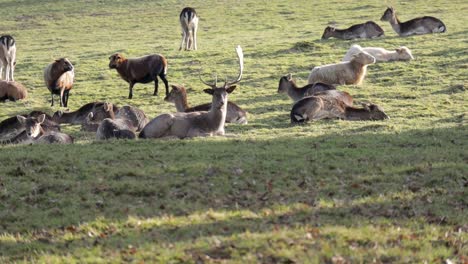 Herd-of-deer-and-sheep-resting-on-grassy-meadow